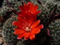 Thumbnail of 0396.1_Rebutia brunescens_20140519(1).JPG
